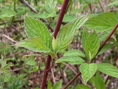 Cornus sericea