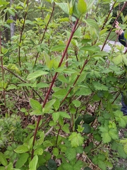 Cornus sericea
