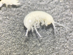 Hyalella muerta
