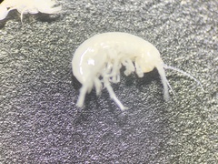 Hyalella muerta