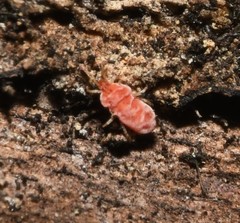 Neotrombidium