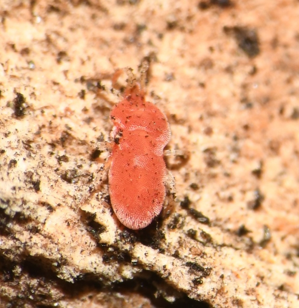 Neotrombidiidae