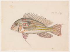 Lemonade Cichlid photo 2
