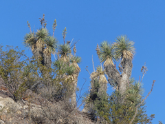 Yucca rostrata