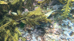 Gymnothorax nubilus