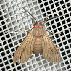 Saurita