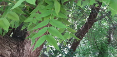 Juglans mollis
