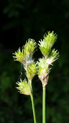 Carex longii image