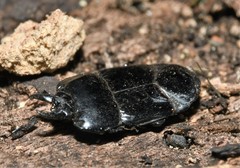 Hololepta aequalis
