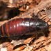 Brown-hooded Cockroach - Photo (c) Joe Girgente, some rights reserved (CC BY-NC), uploaded by Joe Girgente