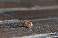 Pseudeva purpurigera