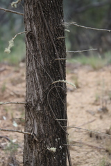 Callitris glaucophylla