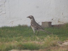 Mimus longicaudatus