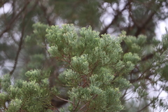 Callitris glaucophylla