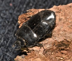 Hololepta aequalis