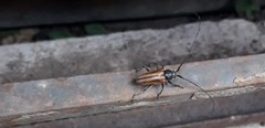 Neocrossidius trivittatus