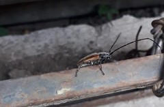 Neocrossidius trivittatus