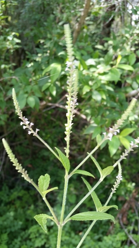 Image of Verbena scabra by (c) Jay Horn, some rights reserved (CC BY)