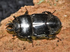 Hololepta aequalis