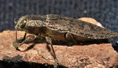 Texania campestris