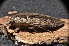 Texania campestris