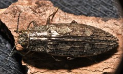Texania campestris