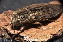 Texania campestris