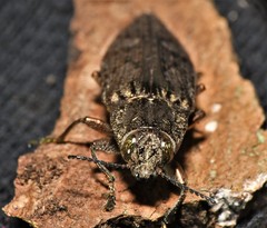 Texania campestris