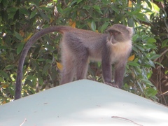 Cercopithecus mitis kolbi