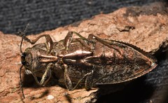 Texania campestris