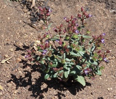 Collinsia callosa