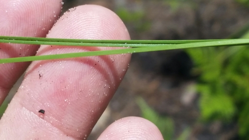 Scleria ciliata image