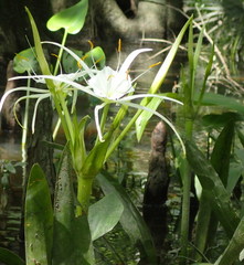 Hymenocallis liriosme