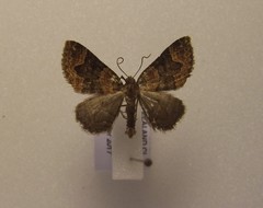 Hydriomena hemizona