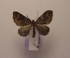 Hydriomena hemizona