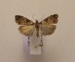 Scoparia acharis