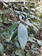 Jasminum lanceolarium