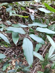 Jasminum lanceolarium