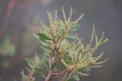 Acacia amoena