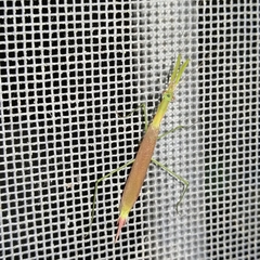 Eumusonia