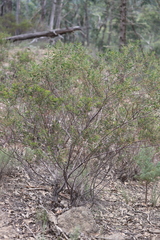 Acacia amoena