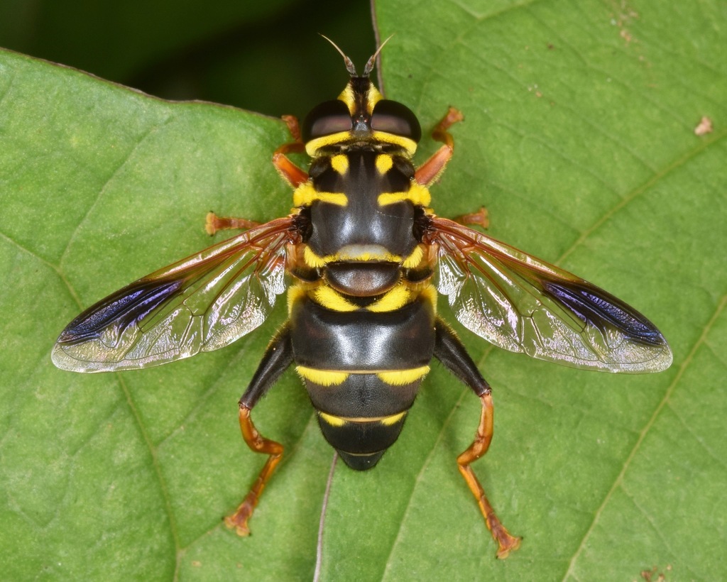 Carolinian Elegant