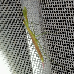 Eumusonia