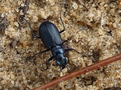 Cicindela nigrior