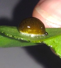 Plectonycha correntina