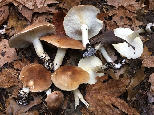 Bitter Brown Leucopax