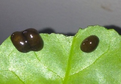 Plectonycha correntina