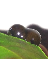 Plectonycha correntina