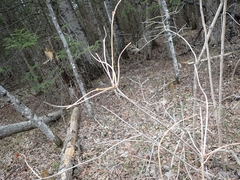 Viburnum opulus americanum