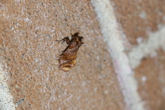 Pseudeva purpurigera